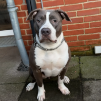 Royal_blood_bully’s kenza