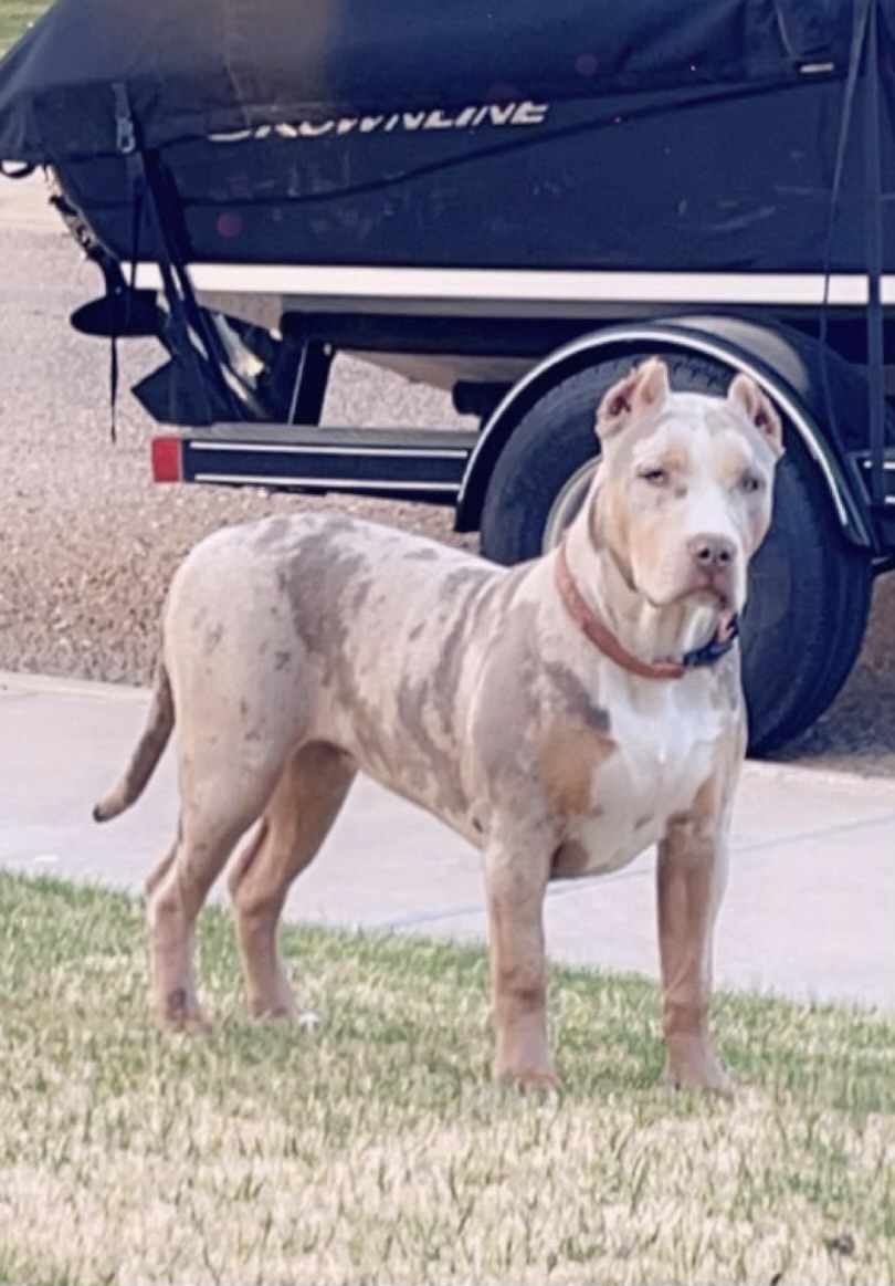 Dog Featured Image