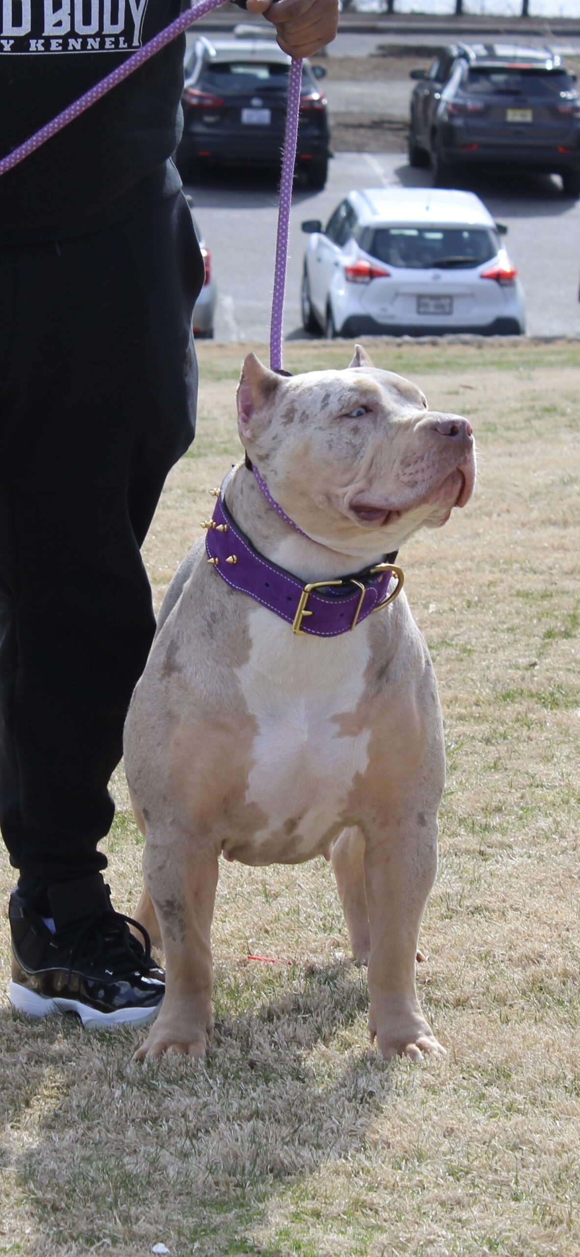 Dog Featured Image