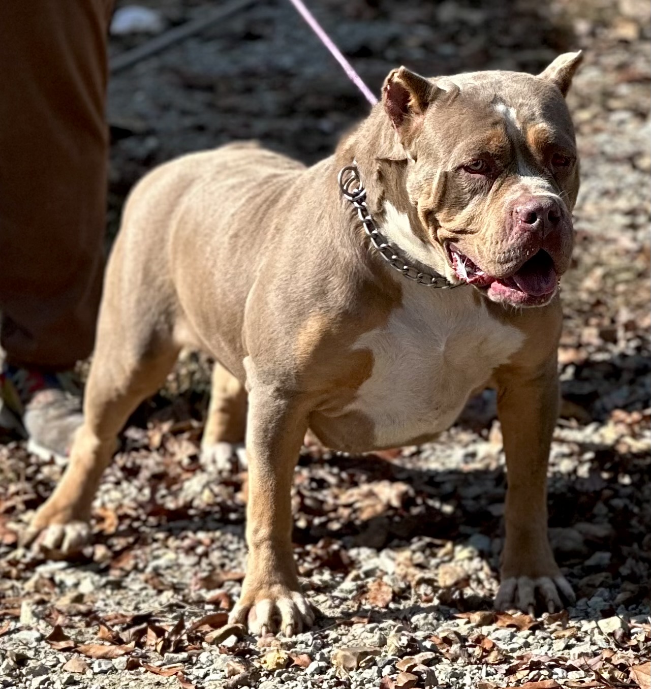 Dog Featured Image
