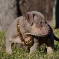 Golden’s Sammy Sosa