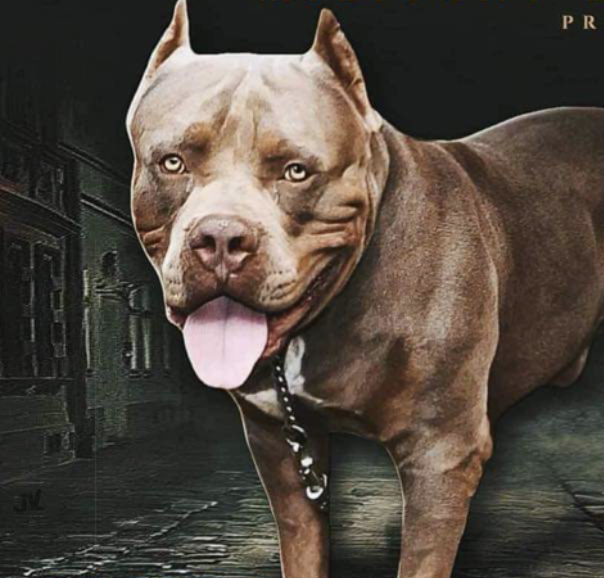 Dog Featured Image