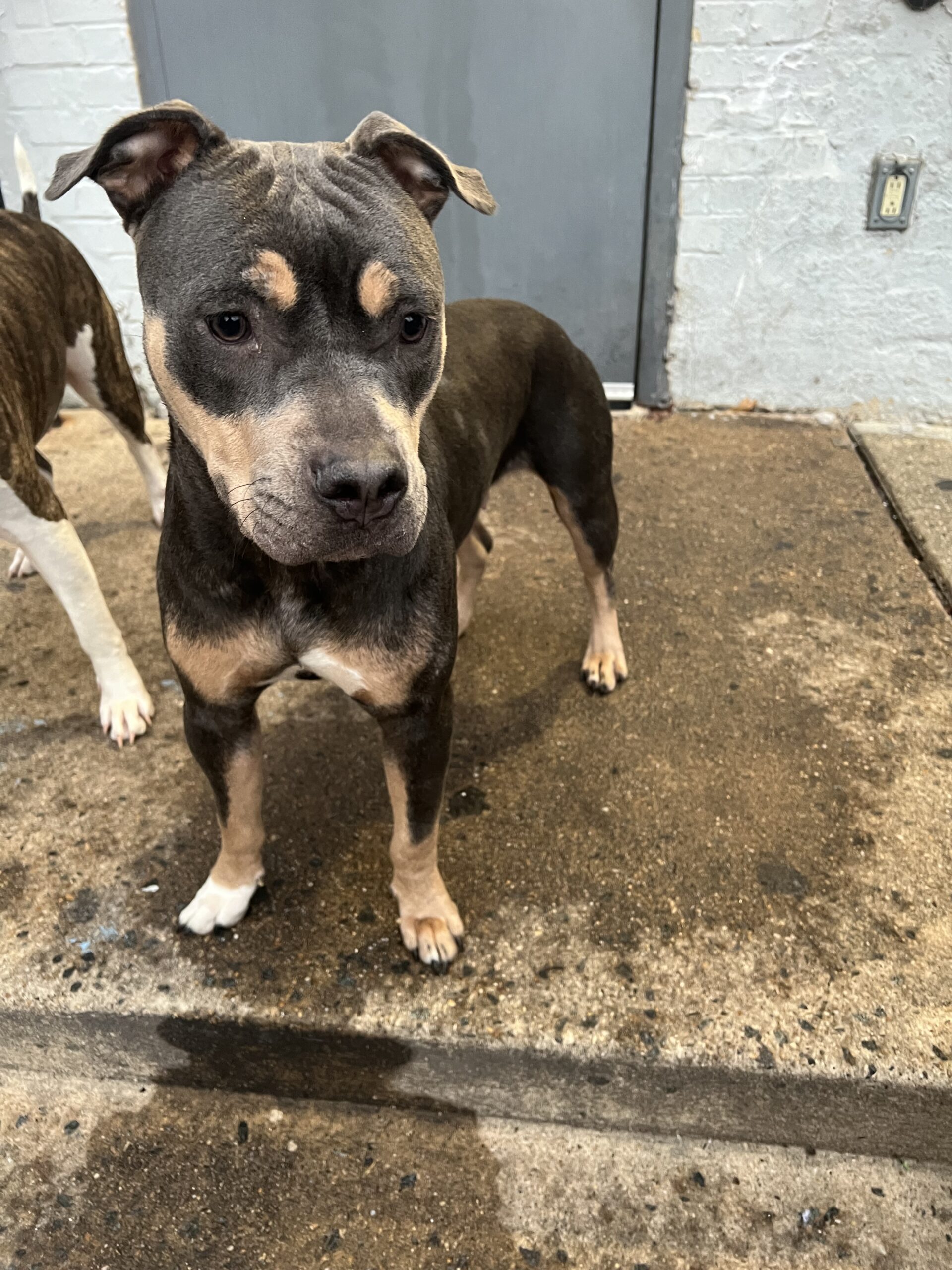 Dog Featured Image