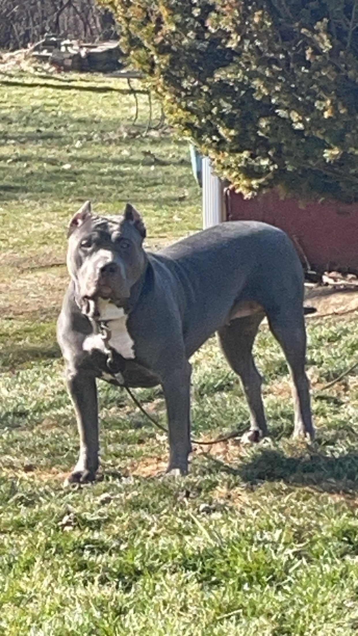 Dog Featured Image