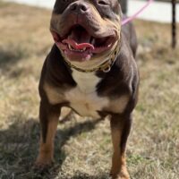 ChurchBullies CoCo of CrownQualityKennel