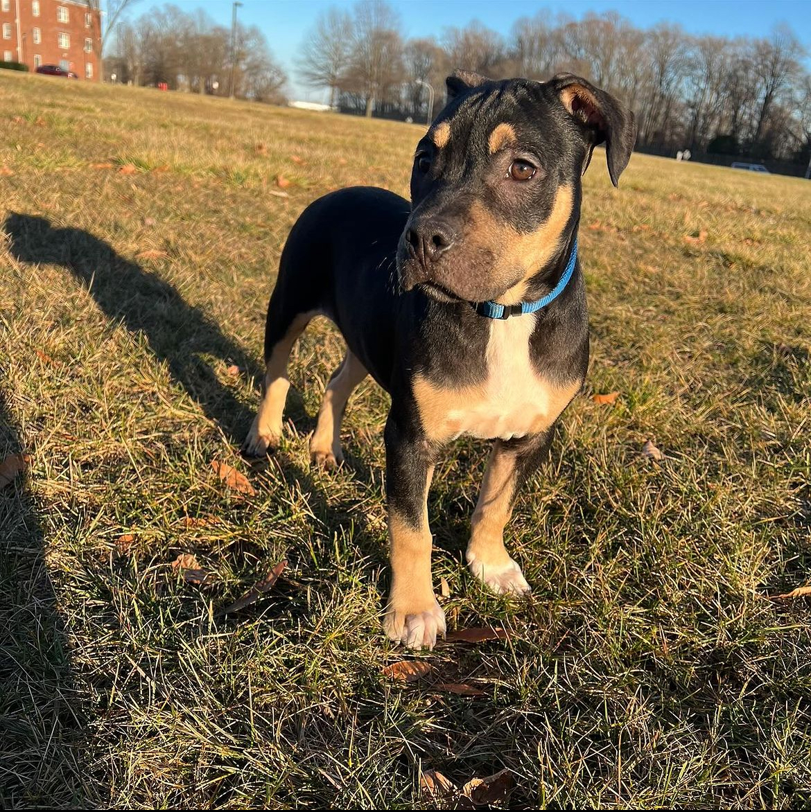 Dog Featured Image