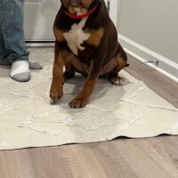 ApexBullyKennels Koko2ABK’s
