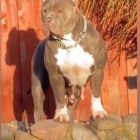MANE KENNEL HERRA