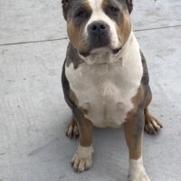Nsg Roxxy