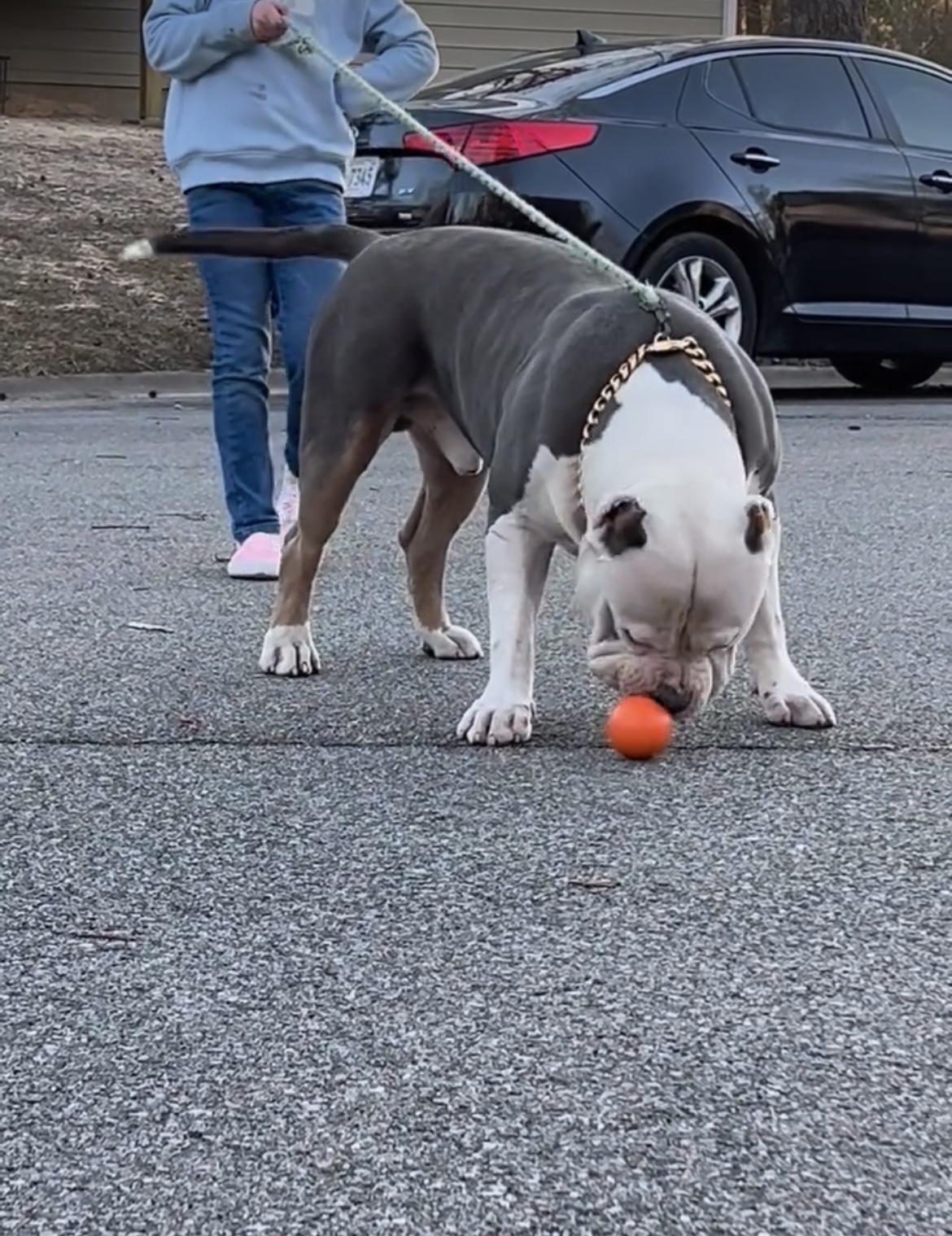 Dog Featured Image