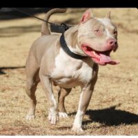 GDS TX DIAMOND