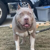 TaurusLine Roxy