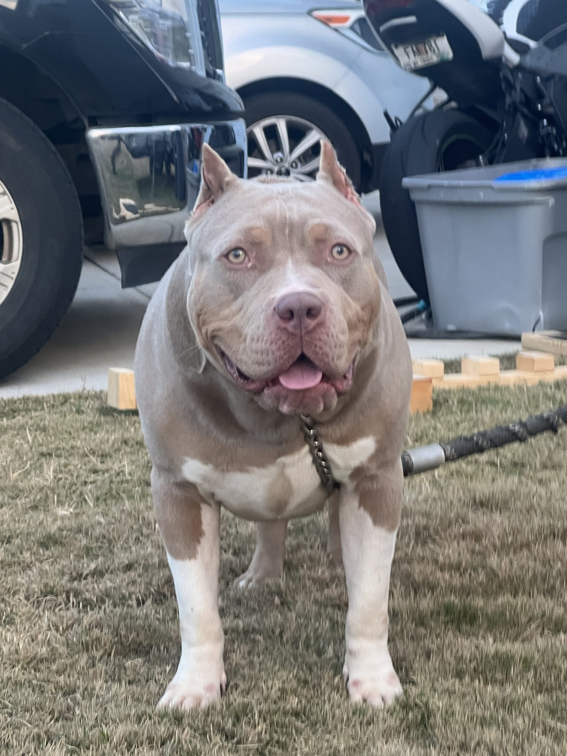 Dog Featured Image