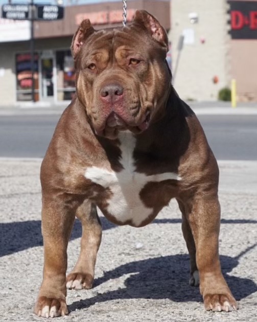 Dog Featured Image