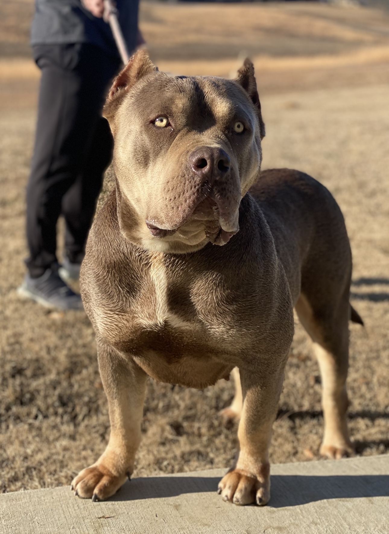 Dog Featured Image