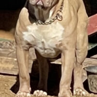 Legendary Bloodlines Hercules