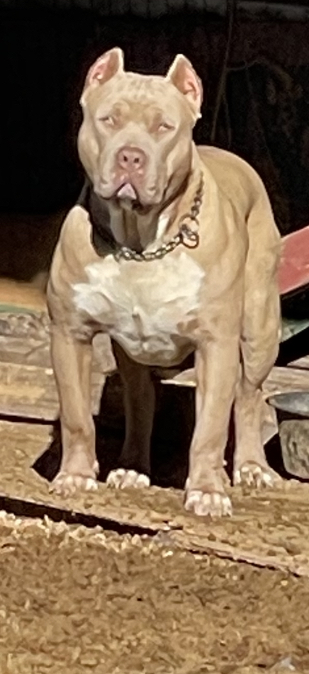 Dog Featured Image
