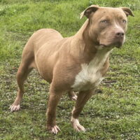 Legendary bloodlines Tula
