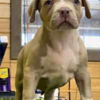 ProBulls LoW Key