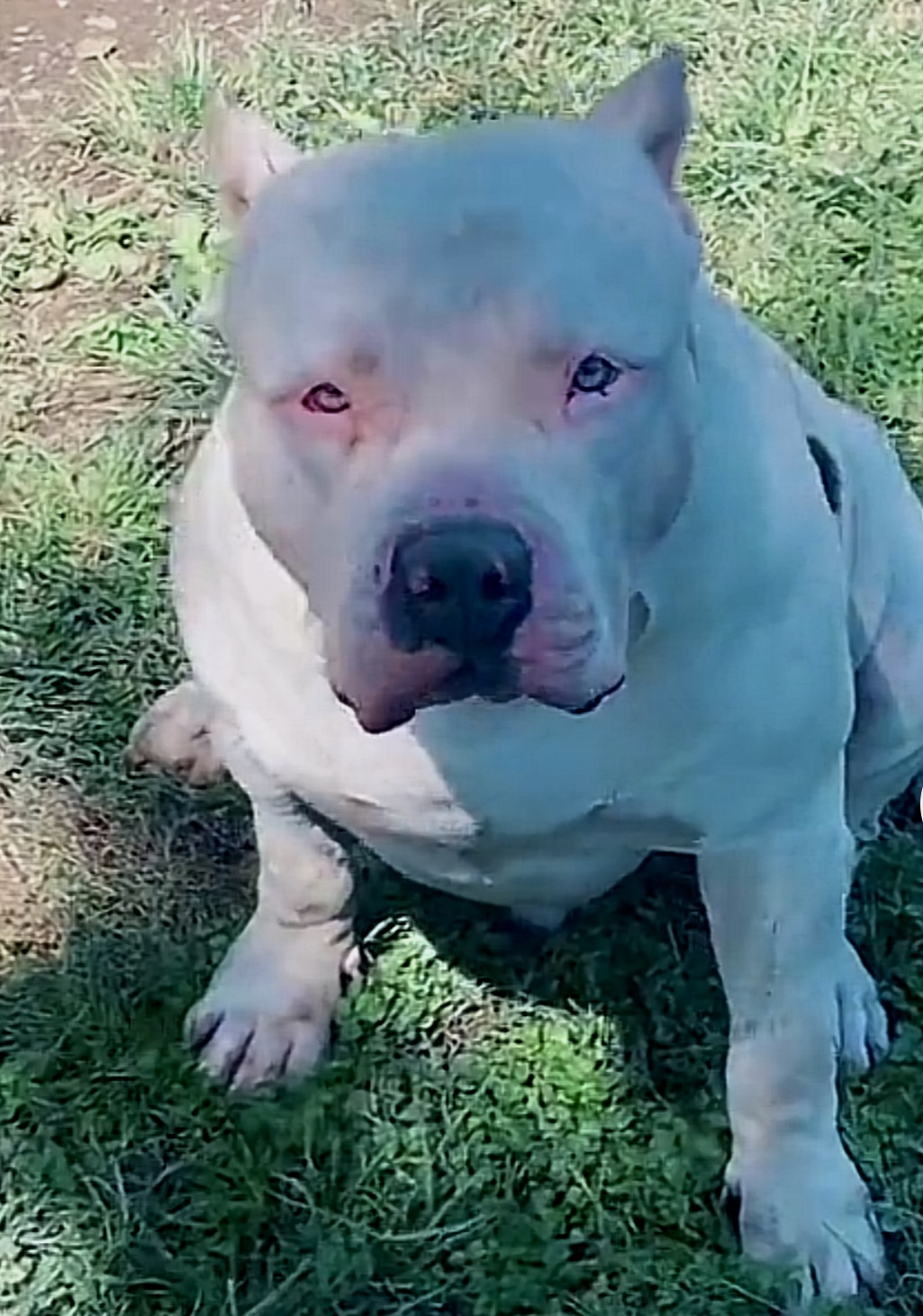 Dog Featured Image