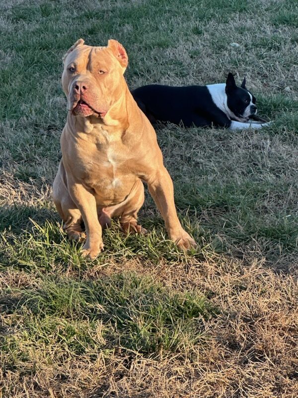 Dog Featured Image