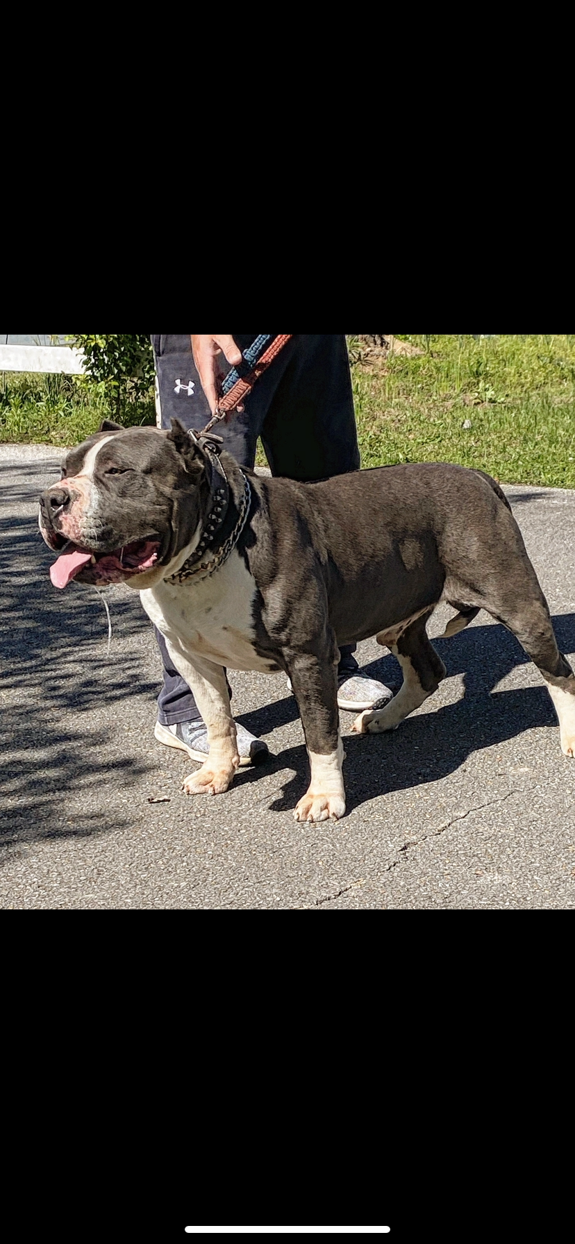 Dog Featured Image