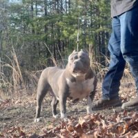 SmashXkennels Cali Blue