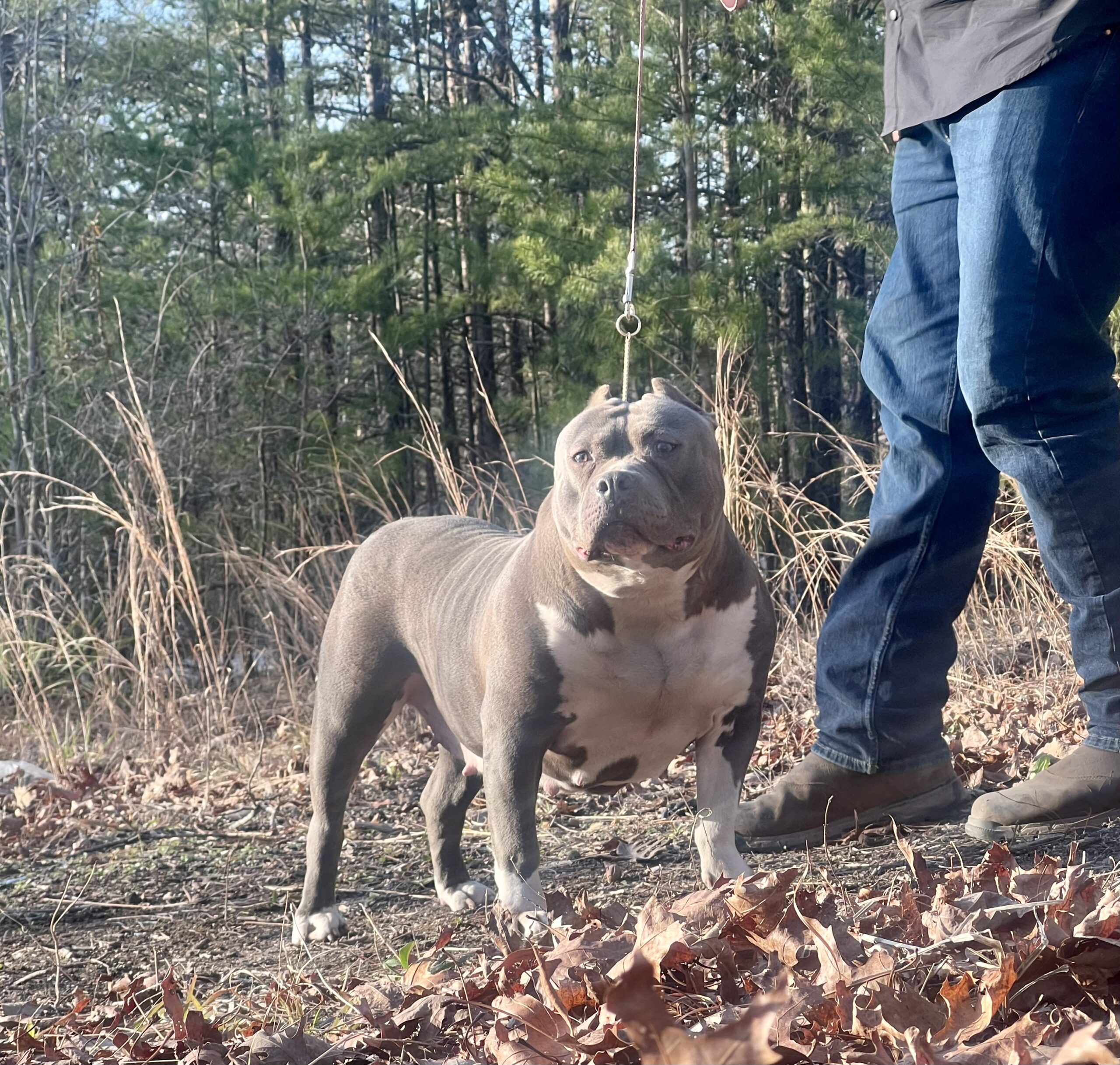 Dog Featured Image