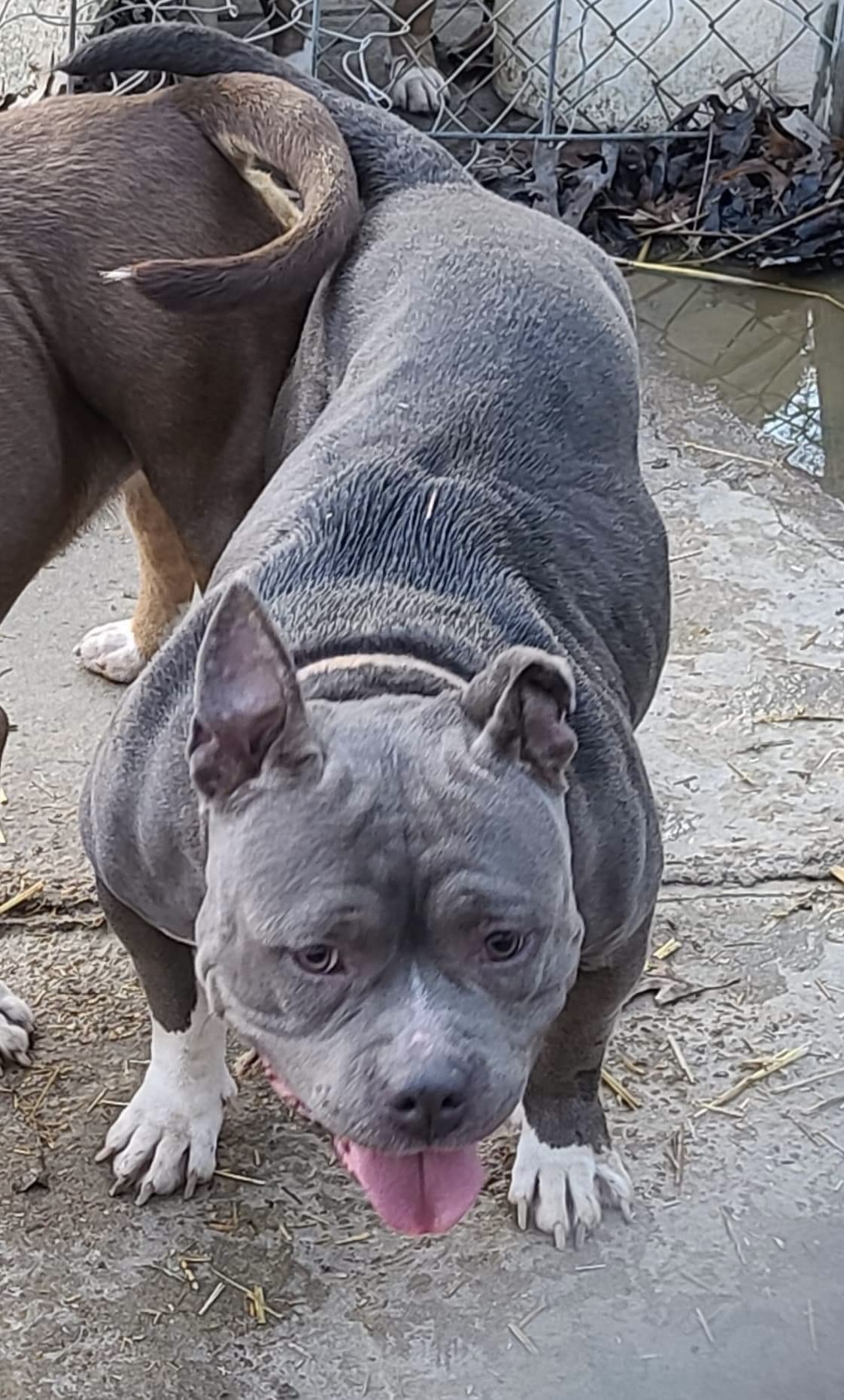 Dog Featured Image