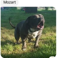 TENAZILAN BULLS MOZART