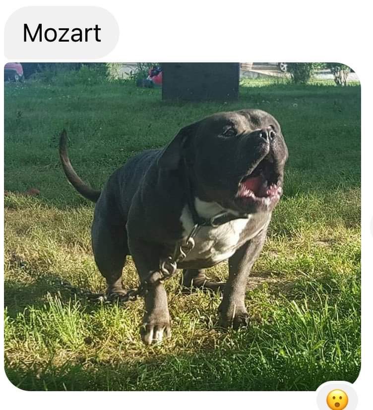 Dog Featured Image