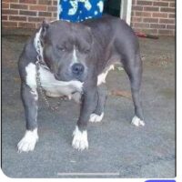 SOUTHERN MODIFIED BULYS SKYLA