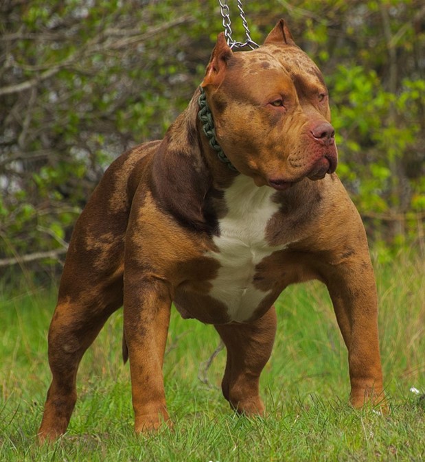 Dog Featured Image