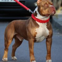 OUTBACK’S KING ROLO