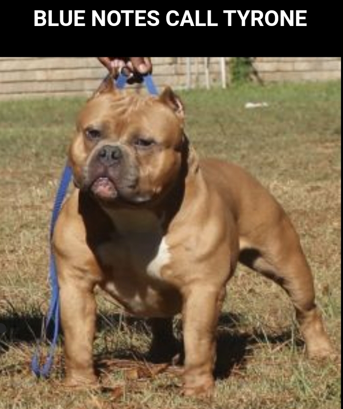 Dog Featured Image