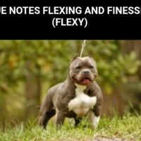 BLUE NOTES FLEXING AND FINESSING (FLEXY)