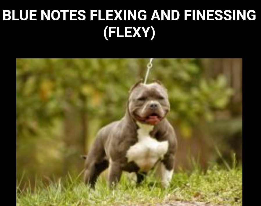 Dog Featured Image
