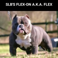 SLB’S FLEX-ON A.K.A. FLEX