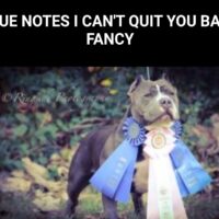 BLUE NOTES I CAN’T QUIT YOU BABY FANCY