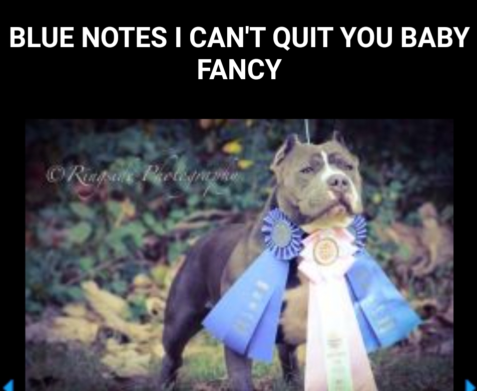 Dog Featured Image