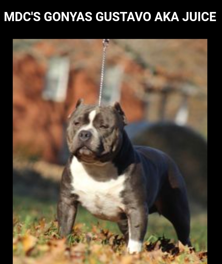 Dog Featured Image