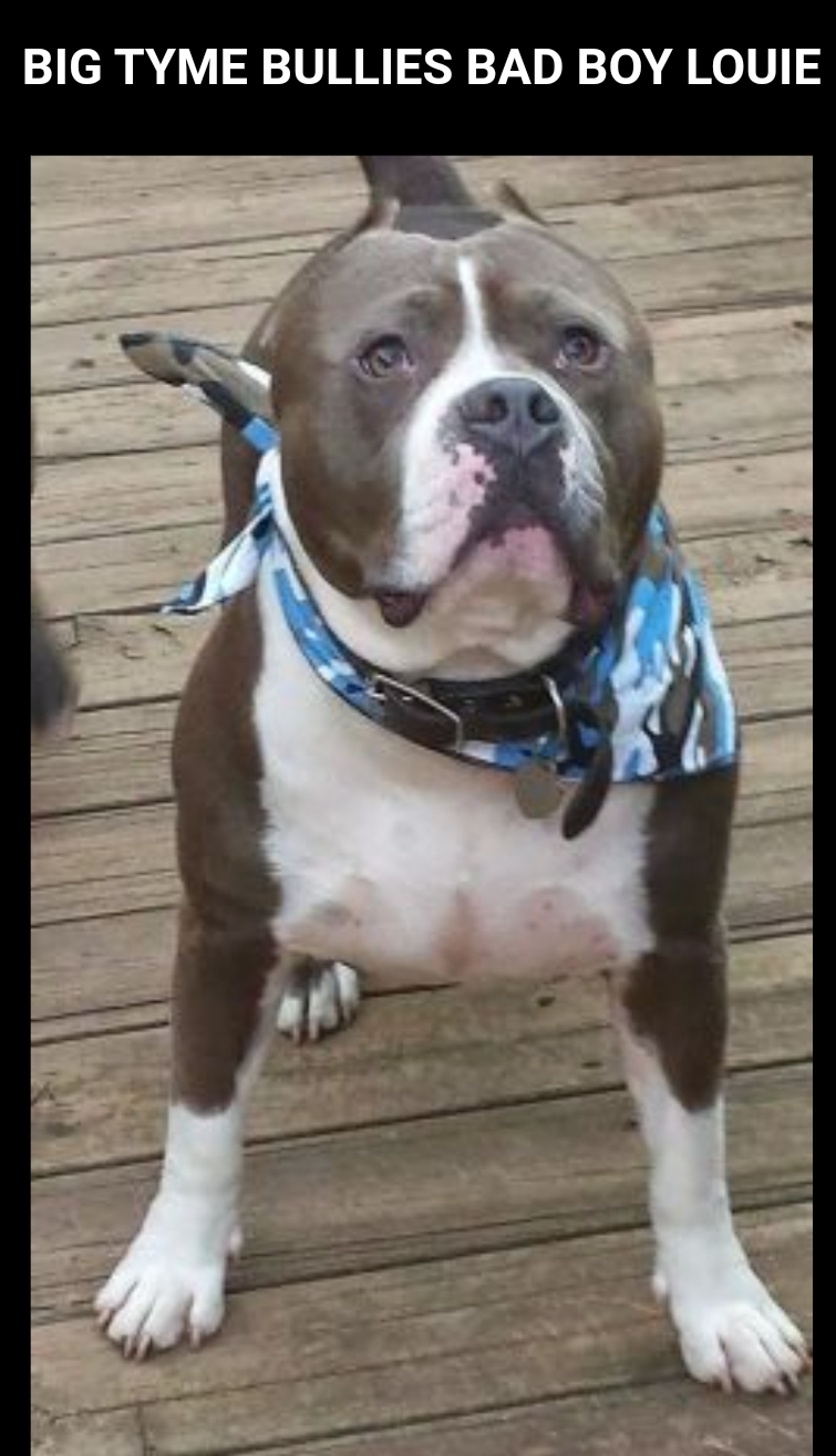Dog Featured Image
