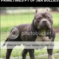 PRIMETIMES PIT OF J&A BULLIES*