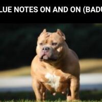 BLUE NOTES ON AND ON (BADU)
