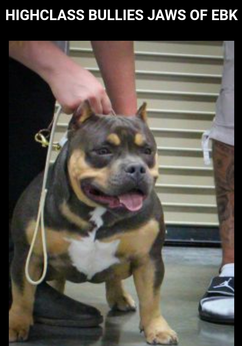 Dog Featured Image