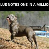 BLUE NOTES ONE IN A MILLION*
