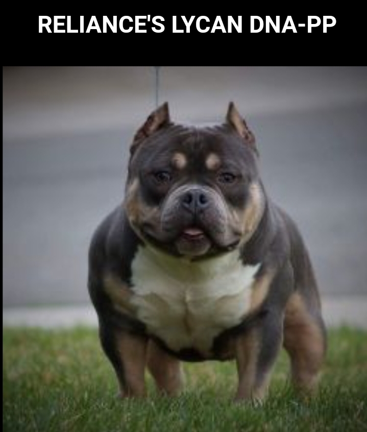 Dog Featured Image