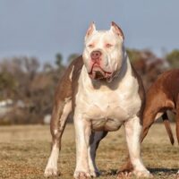 The Incredibullz Thing