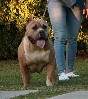 Dog Featured Image
