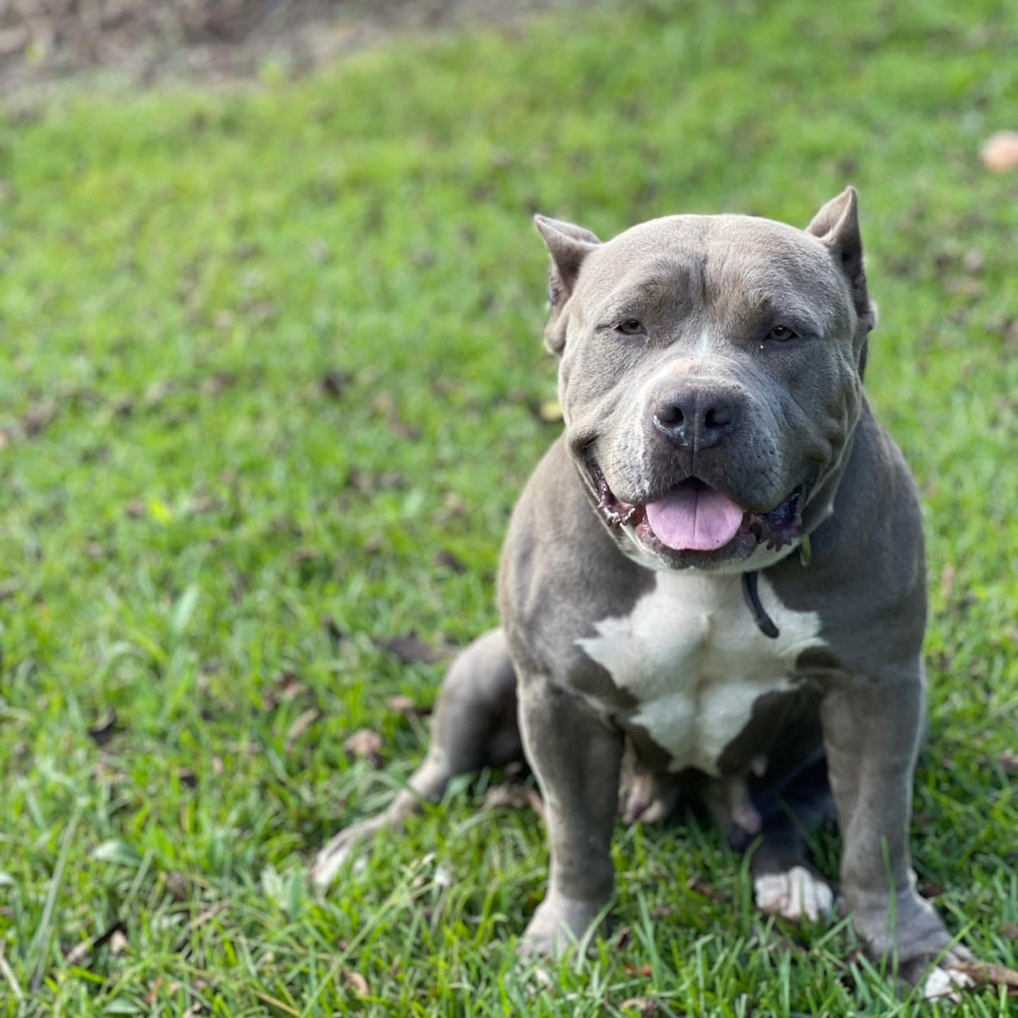 Dog Featured Image